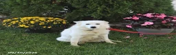 American Eskimo dogs for sale: Twinkie - Ad 1