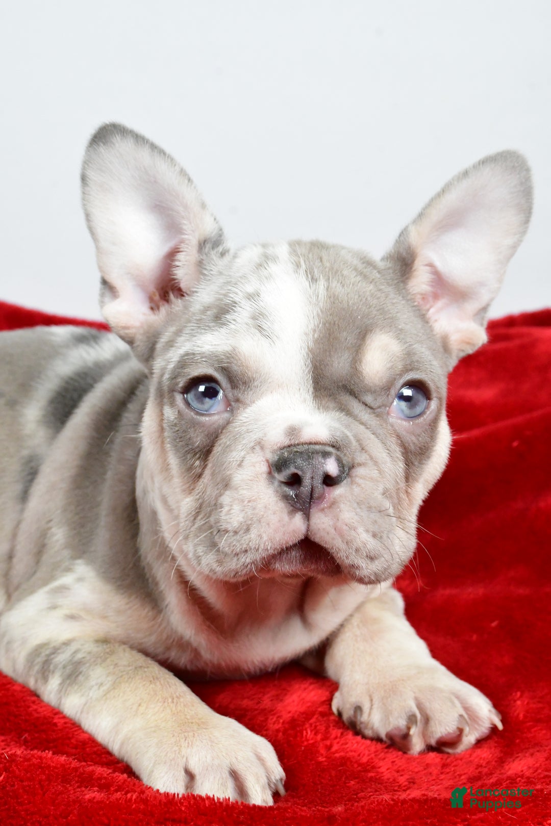 French Bulldog dogs for sale: Frosty - Ad 4