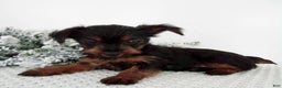 Yorkshire Terrier dogs for sale: Jingle - Ad 4
