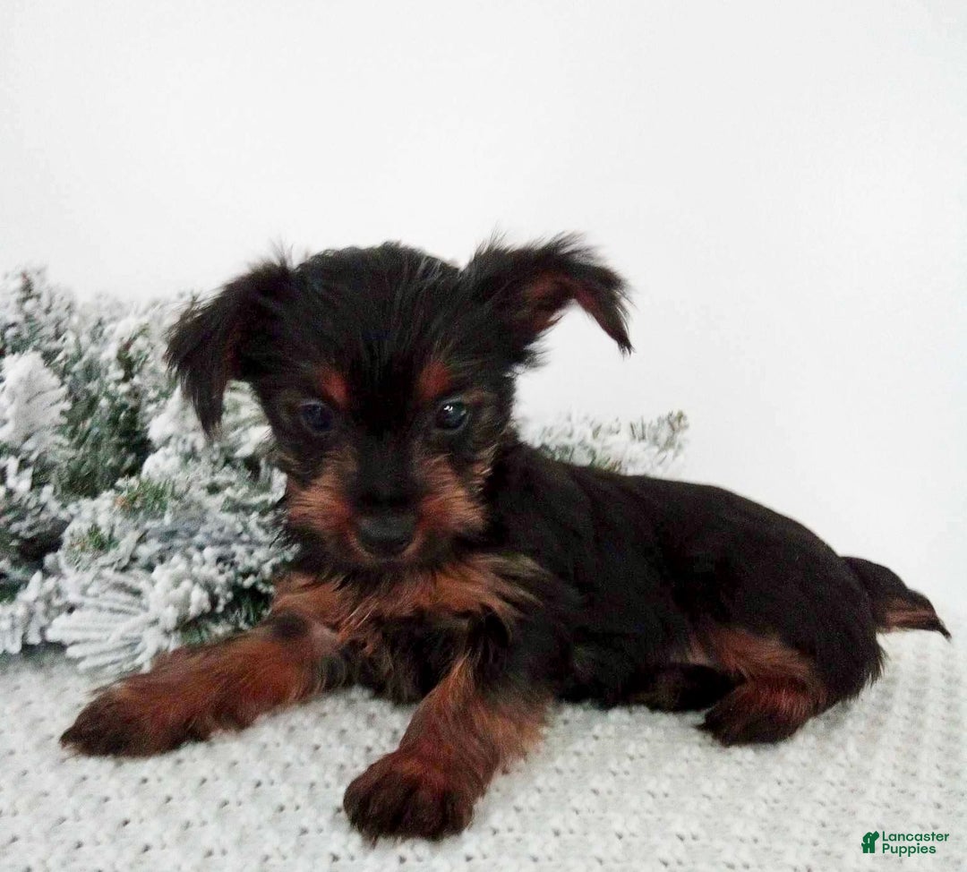 Yorkshire Terrier dogs for sale: Jingle - Ad 4
