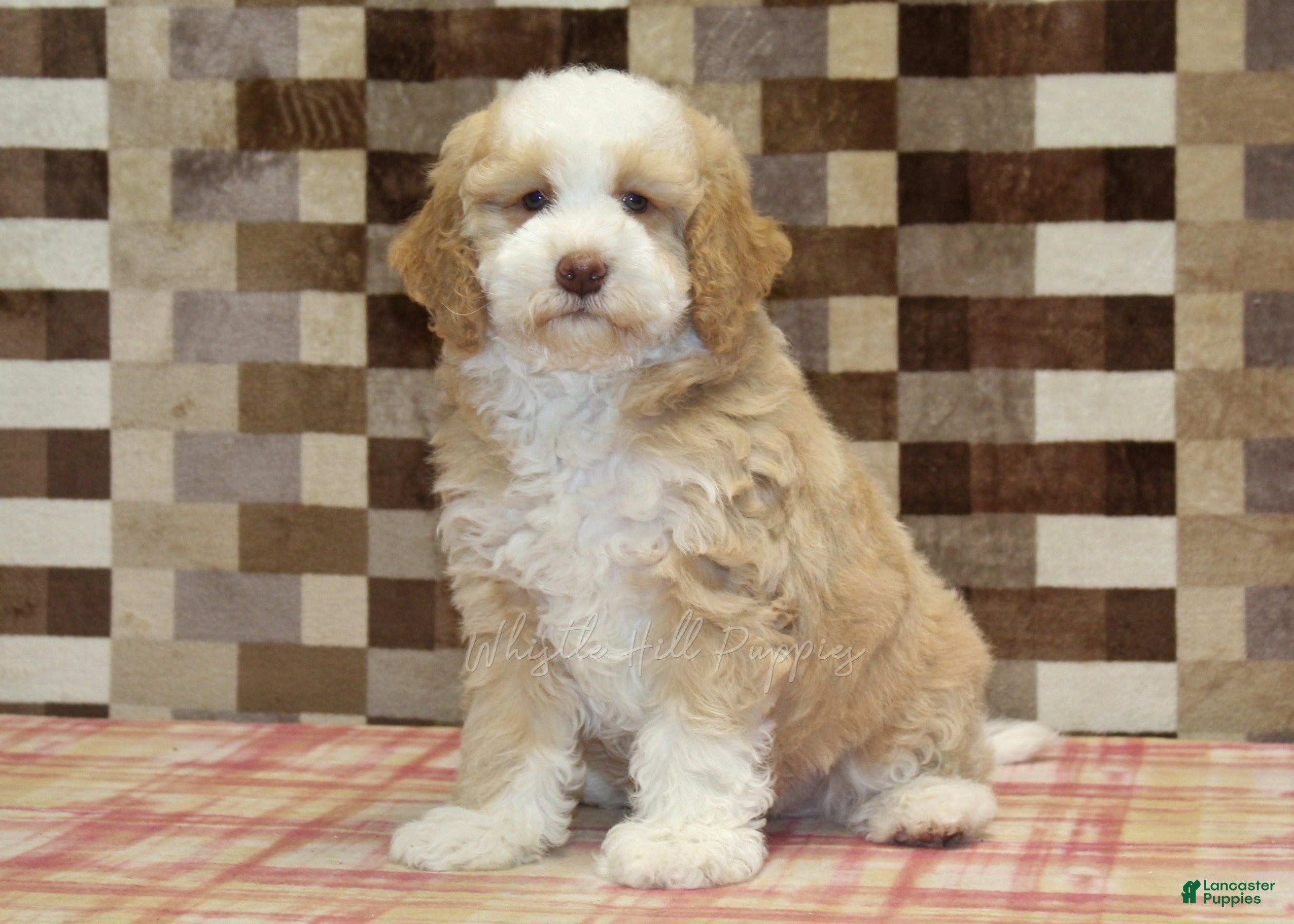 Mini Bernedoodle dogs Hank - Ad 1