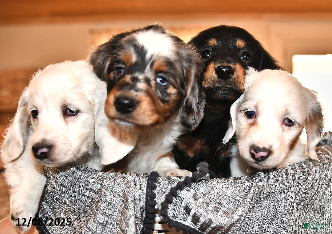 Miniature Dachshund dogs for sale: Holly - Ad 5