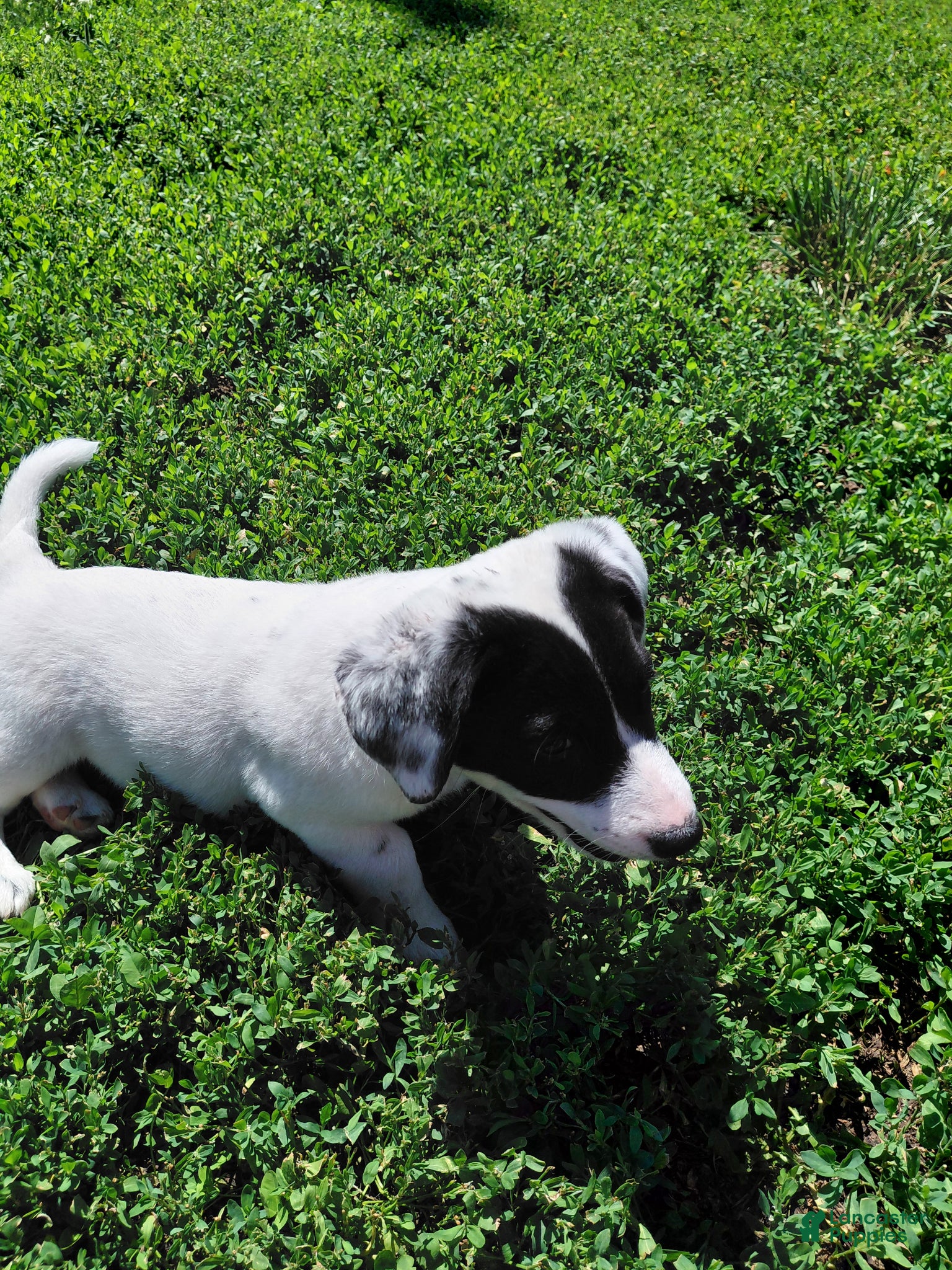 Australian Cattle Dog dogs Australian Cattle Dog Puppy 1 - Ad 1