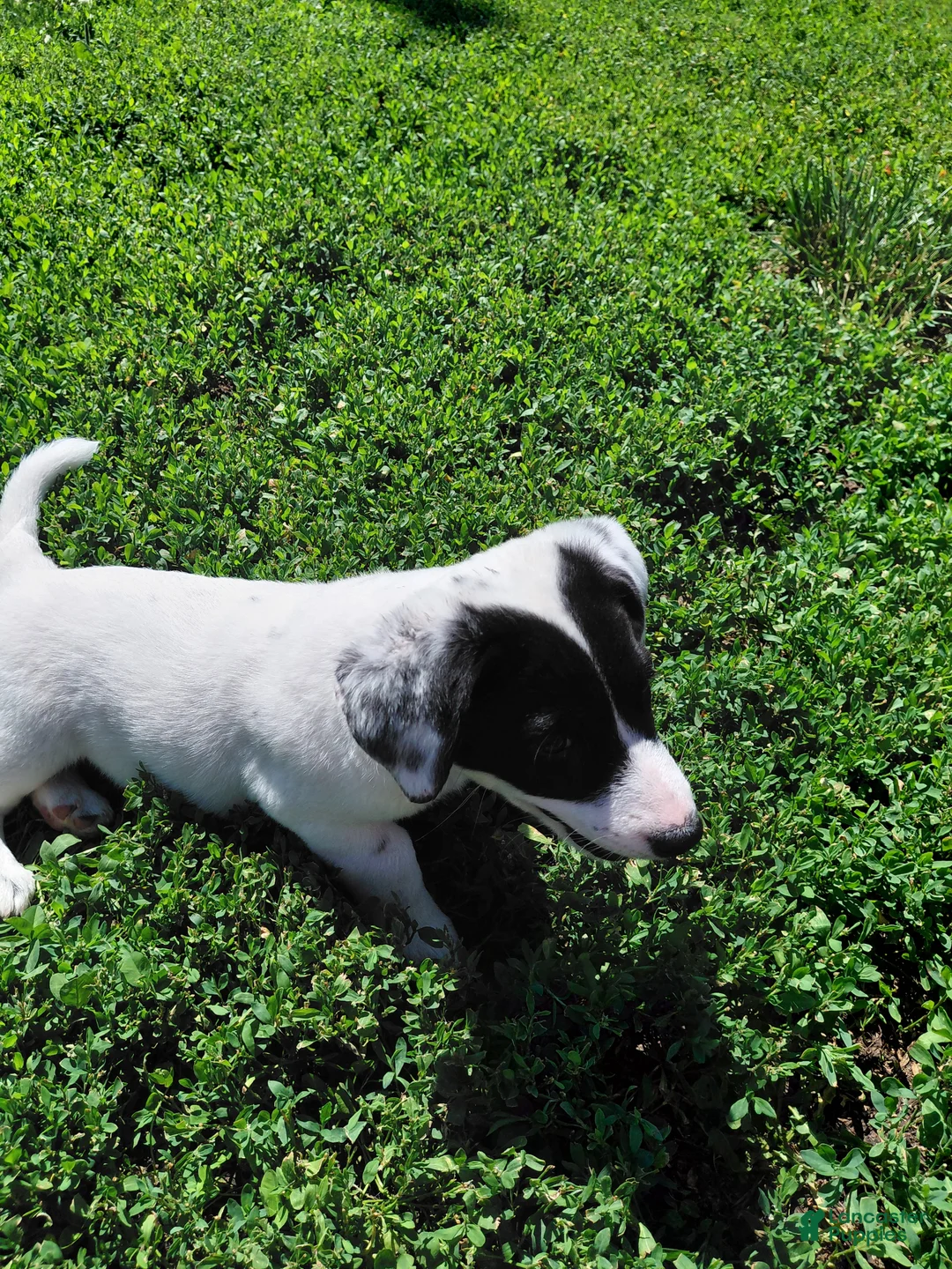 Australian Cattle Dog dogs for sale: Australian Cattle Dog Puppy 1 - Ad 1