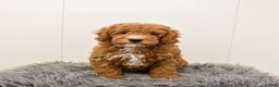 Cavapoo dogs for sale: Teddy - Ad 5