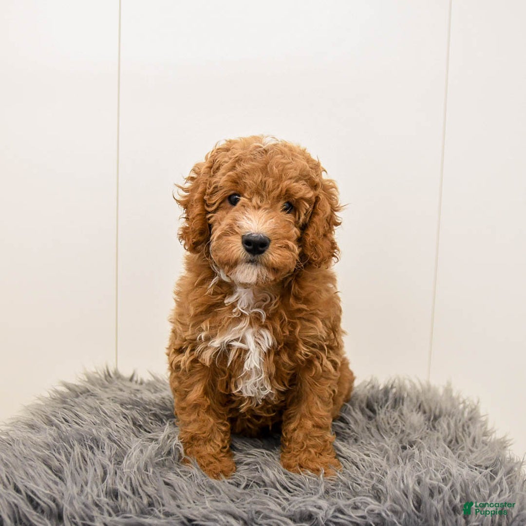 Cavapoo dogs for sale: Teddy - Ad 5