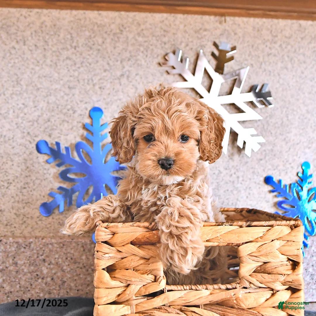 Cockapoo dogs for sale: Bitzy - Ad 9