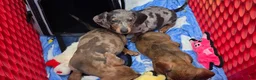 Miniature Dachshund dogs for sale: Sallie - Ad 4