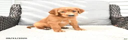 Mixed Breed dogs for sale: Rosa  - Ad 3