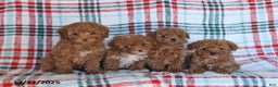 Toy Poodle dogs for sale: Teddy - Ad 3