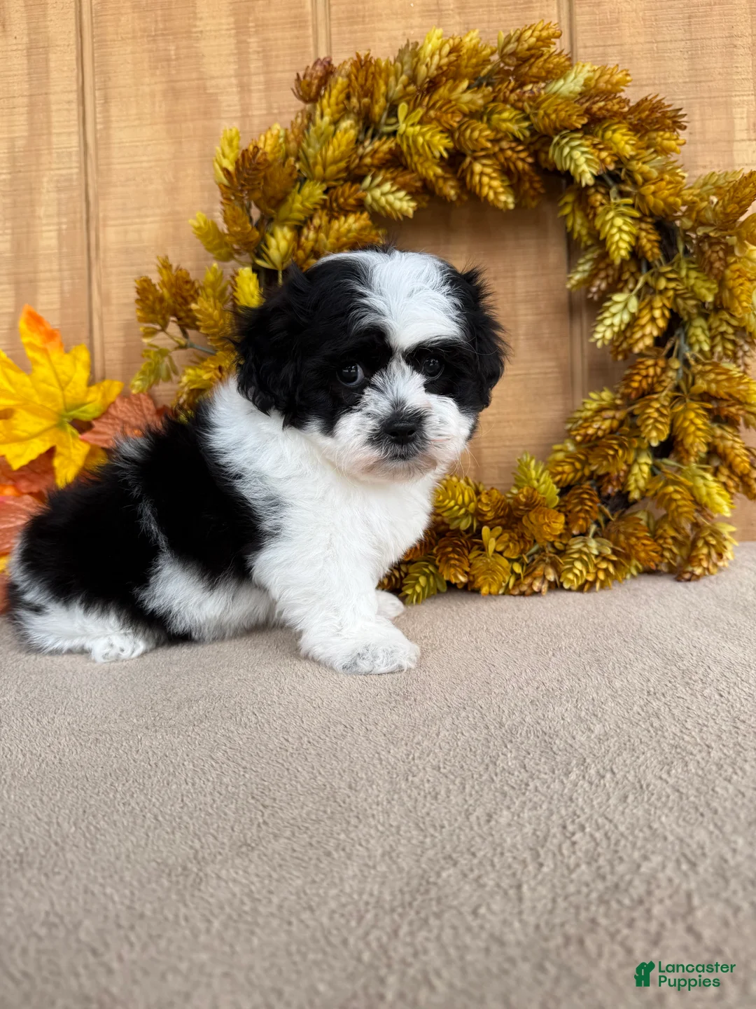 Teddy Bear dogs for sale: Fluffie - Ad 2