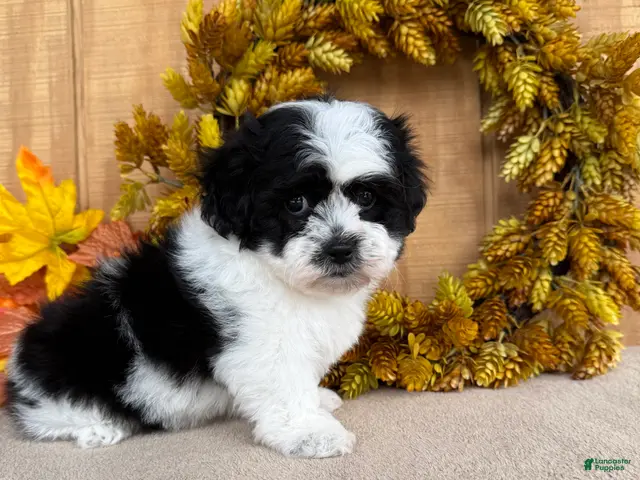 Teddy Bear dogs for sale: Fluffie - Ad 2