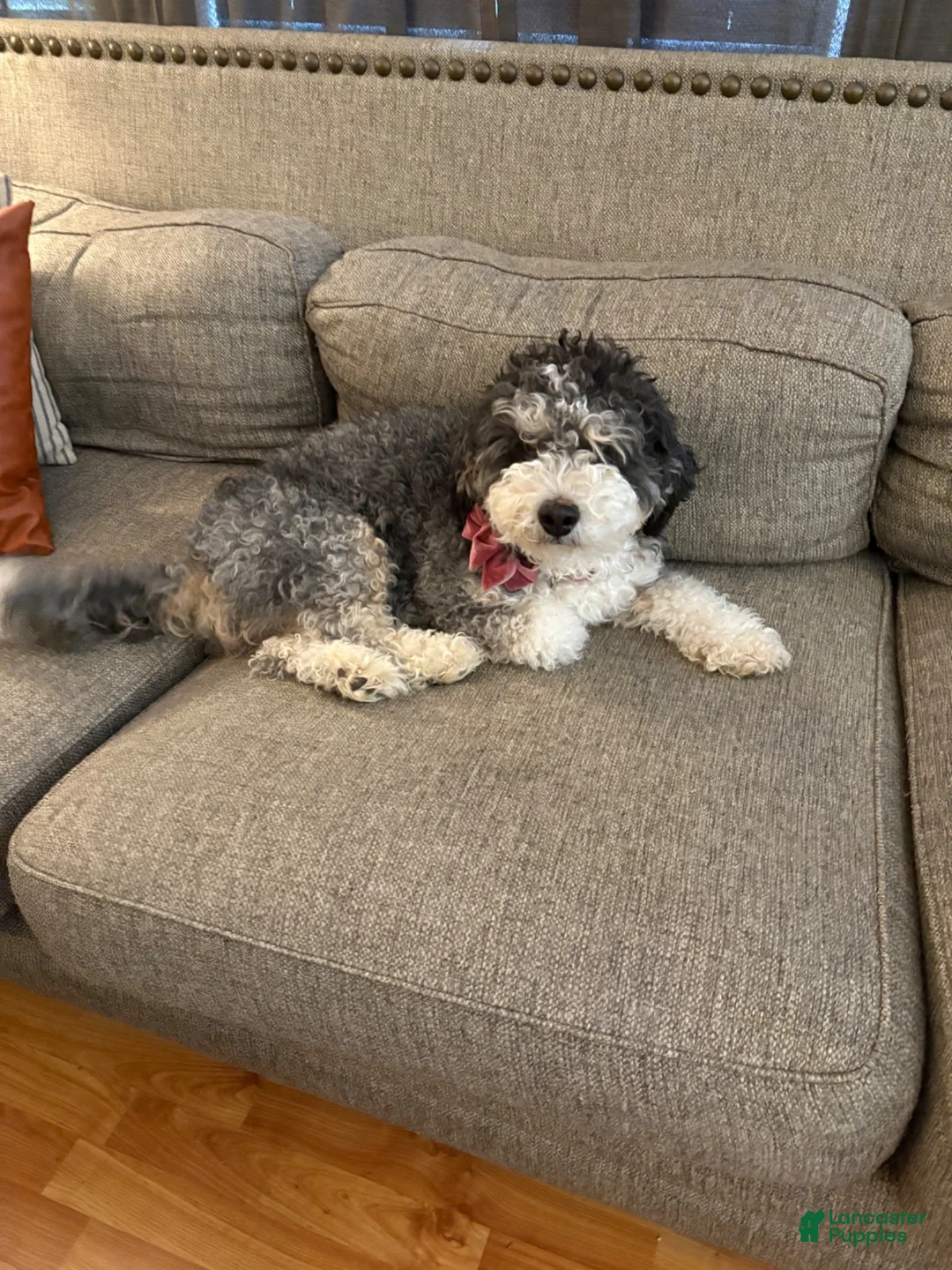 Mixed Breed dogs for sale: Mixed Breed 3 - Ad 2
