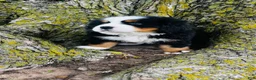 Bernese Mountain Dog dogs for sale: Callahan - Ad 3
