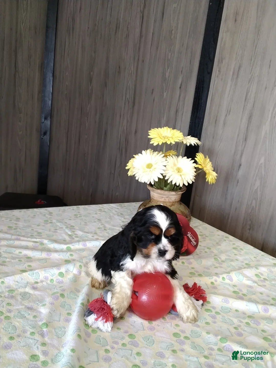 Cocker Spaniel dogs for sale: Dallas - Ad 3
