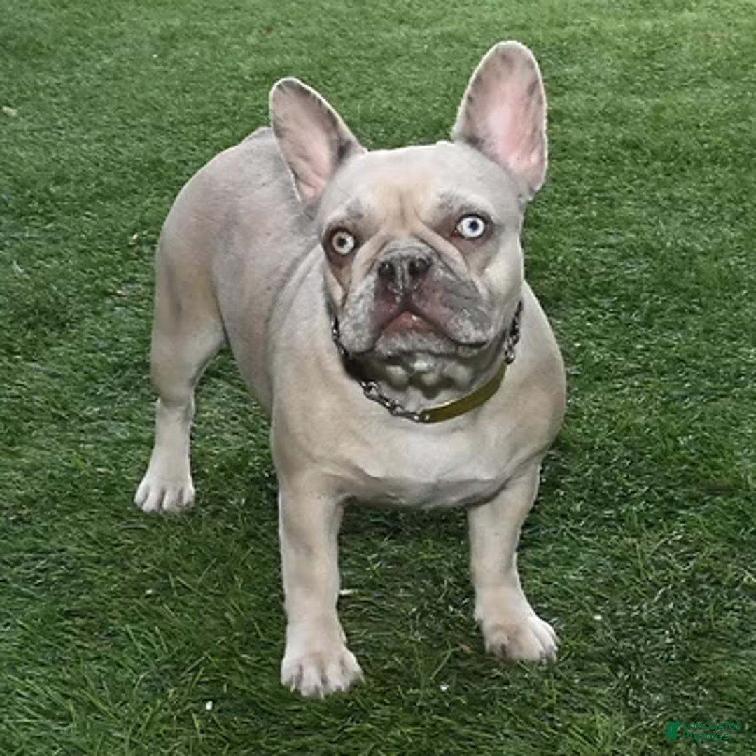 French Bulldog dogs for sale: Rosco - Ad 4