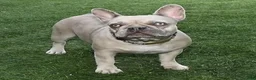 French Bulldog dogs for sale: Cory - Ad 4