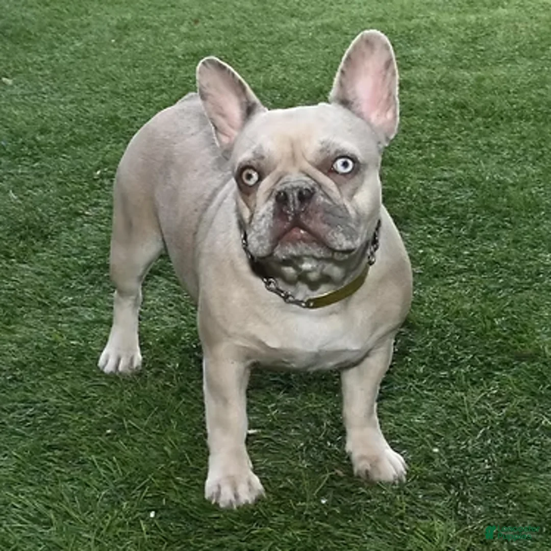 French Bulldog dogs for sale: Cory - Ad 4