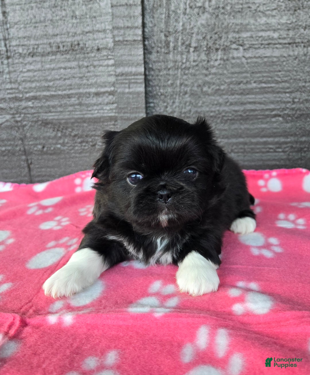 Pekingese dogs for sale: Morticia - Ad 1