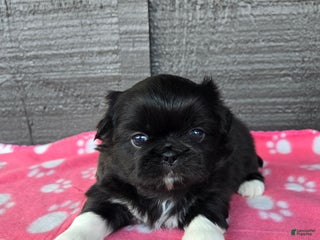Pekingese dogs Morticia - Ad 7