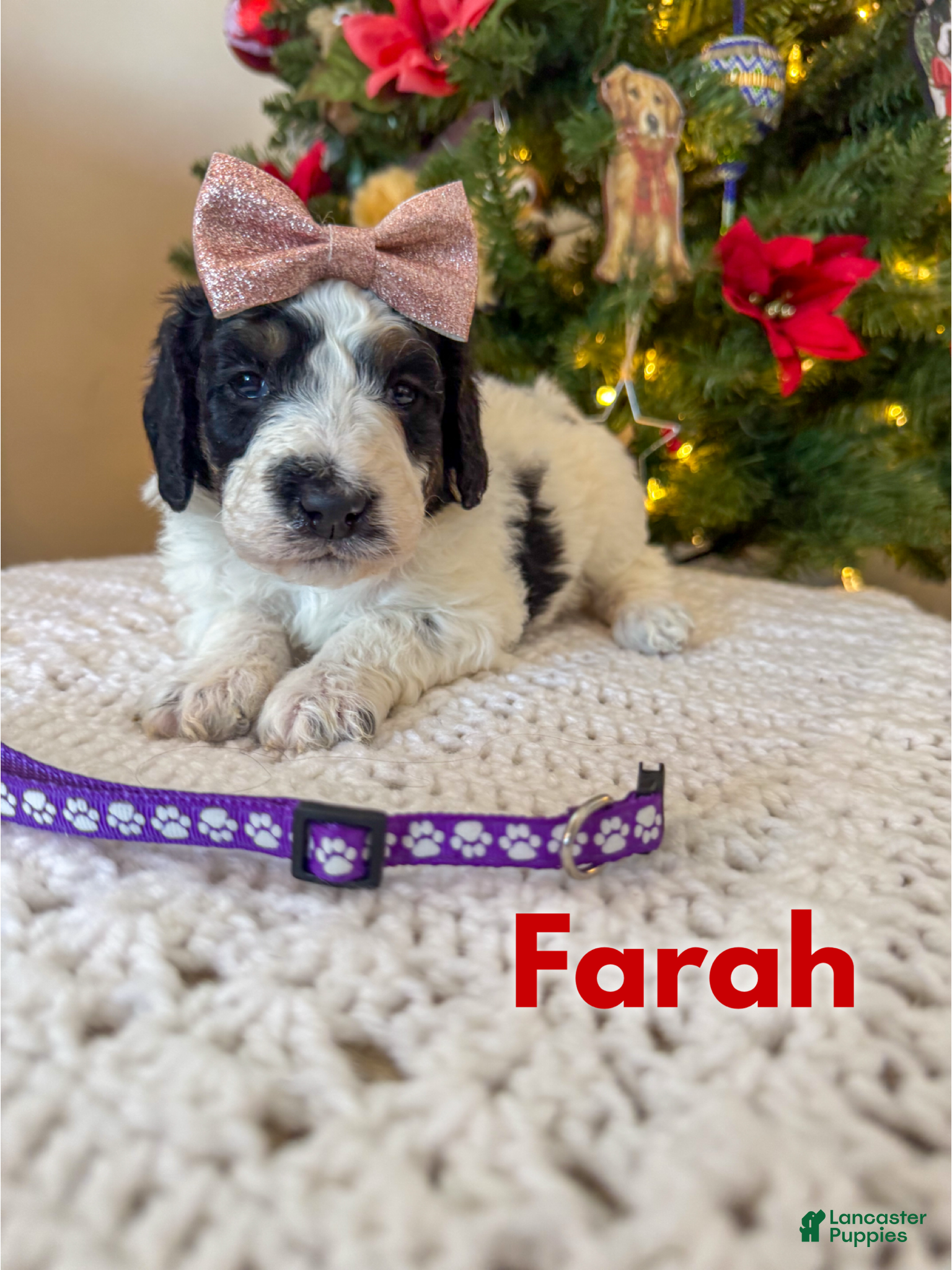 Mixed Breed dogs Farah - Ad 14
