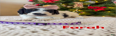 Farah