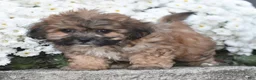 Teddy Bear dogs for sale: Asher - Ad 6