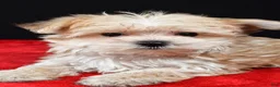 Morkie dogs for sale: Chip - Ad 7