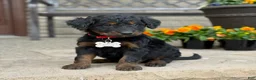 Bernedoodle dogs for sale: Bear - Ad 4