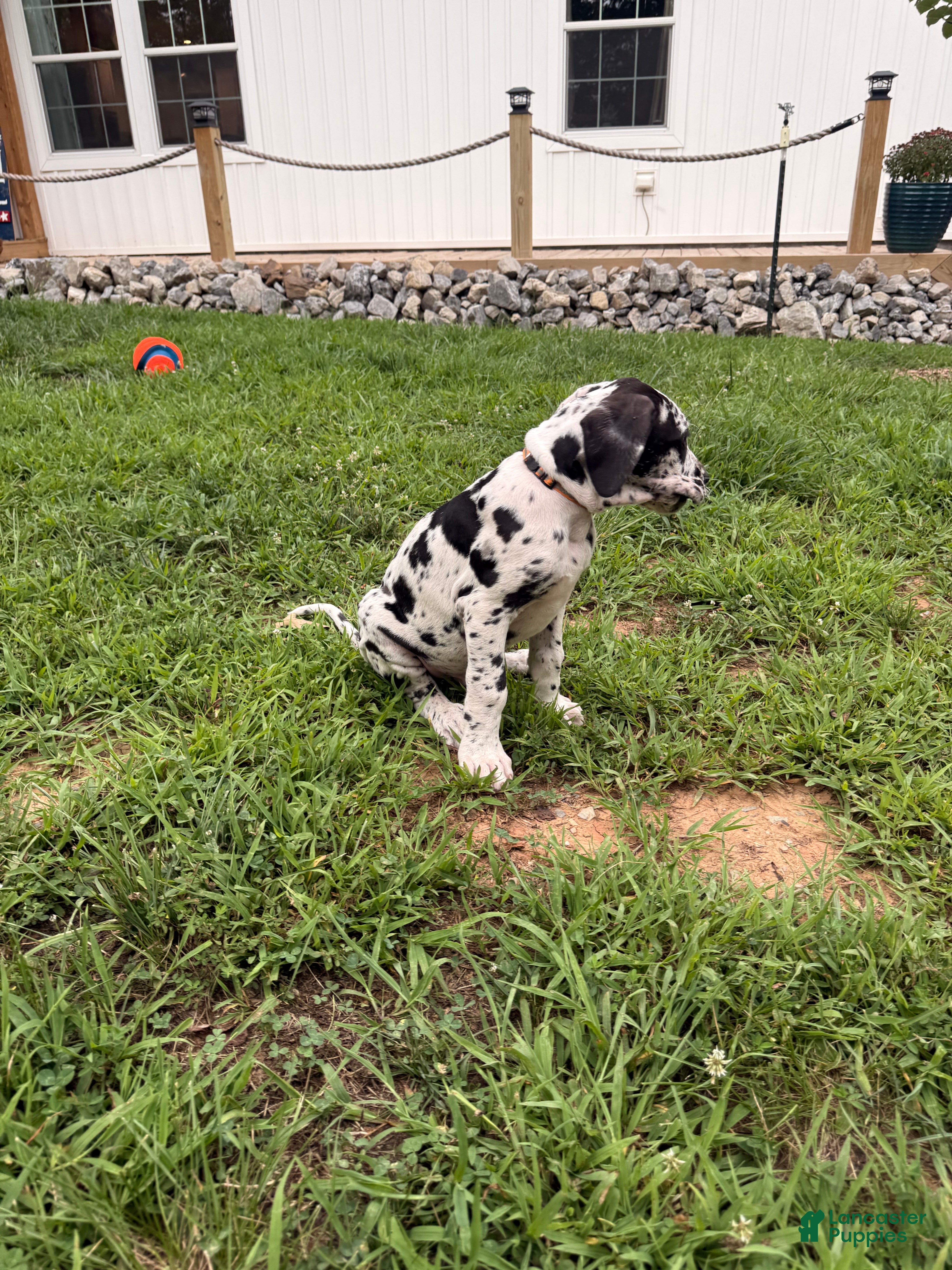 Great Dane dogs Tommy Lee - Ad 1