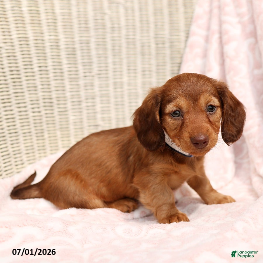 Miniature Dachshund dogs Lily - Ad 1