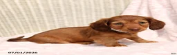 Miniature Dachshund dogs for sale: Lily - Ad 1