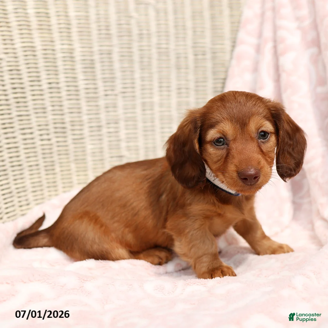 Miniature Dachshund dogs for sale: Lily - Ad 1