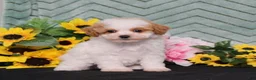 Miniature Poodle dogs for sale: Yoyo - Ad 5