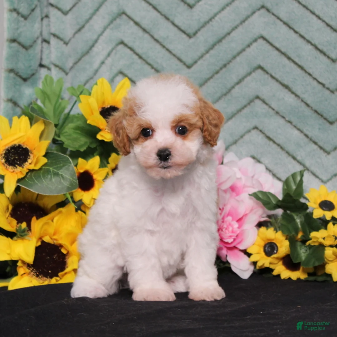Miniature Poodle dogs for sale: Yoyo - Ad 5