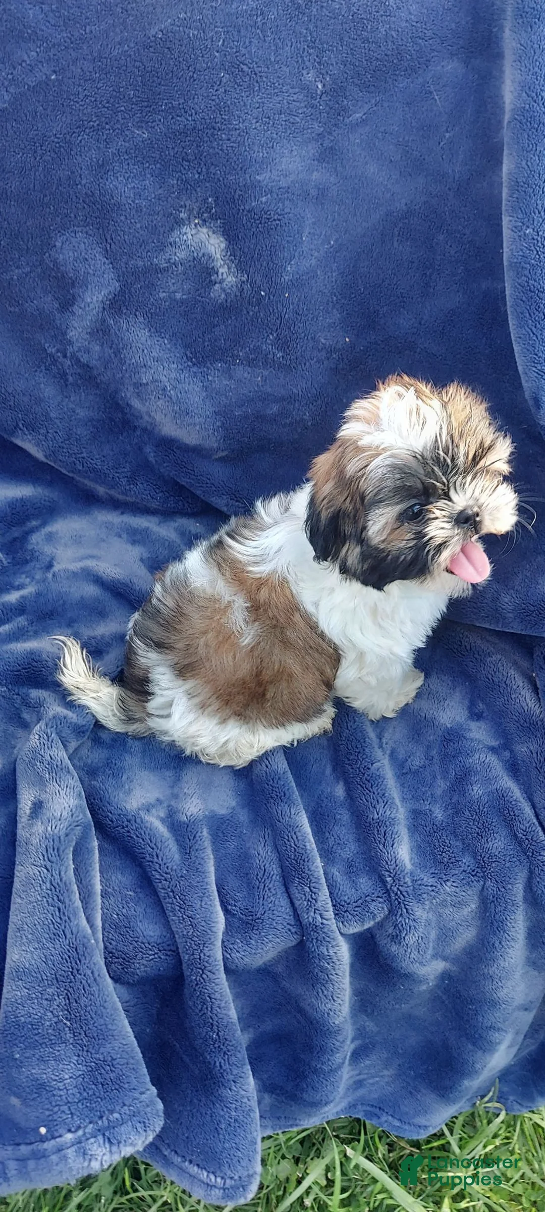 Shih Tzu dogs for sale: WILMA - Ad 13