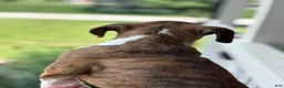 Boxer dogs for sale: Dagger - Ad 2