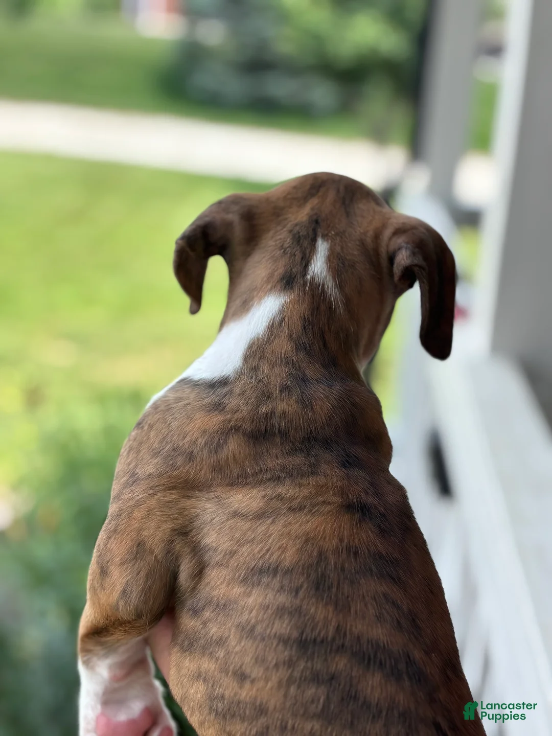Boxer dogs for sale: Dagger - Ad 2