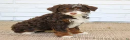 Mini Bernedoodle dogs for sale: Honey  - Ad 4