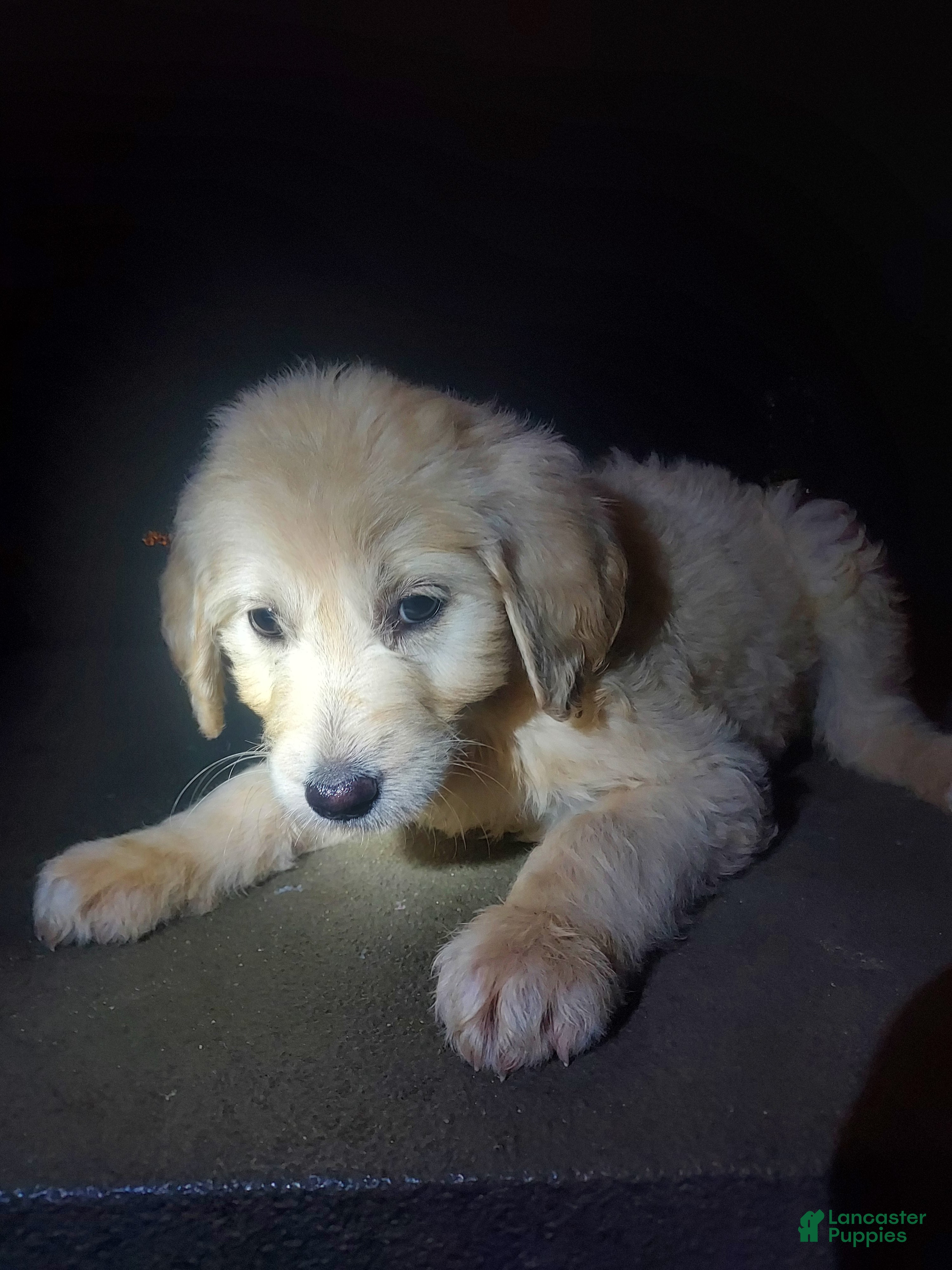 Goldendoodle dogs Goldendoodle Puppy 6 - Ad 17
