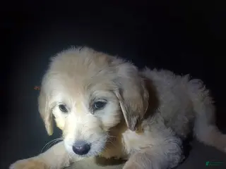 Goldendoodle dogs Goldendoodle Puppy 6 - Ad 17