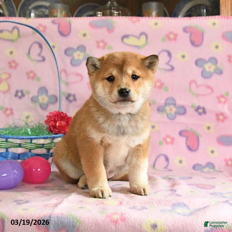 Shiba Inu dogs Dolly - Ad 1