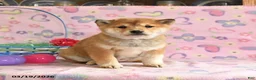 Shiba Inu dogs for sale: Dolly - Ad 1