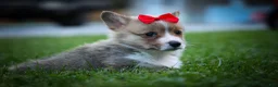 Welsh Corgi Pembroke dogs for sale: Scotty 🐾 - Ad 18