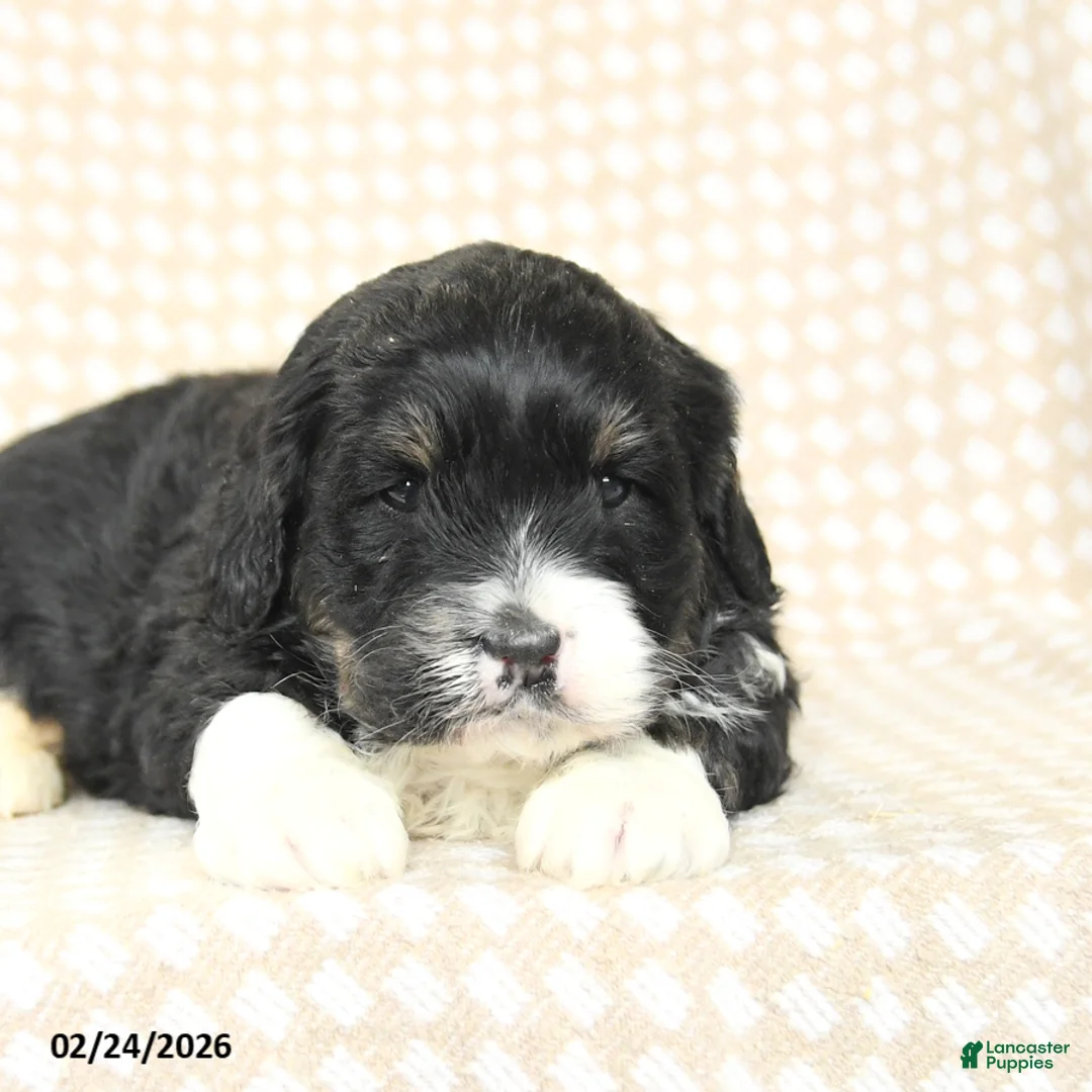 Mini Bernedoodle dogs for sale: Tucker - Ad 4