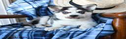 Alaskan Klee Kai dogs for sale: Kodiak - Ad 2