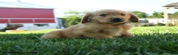 Golden Retriever dogs for sale: Hamlet - Ad 3