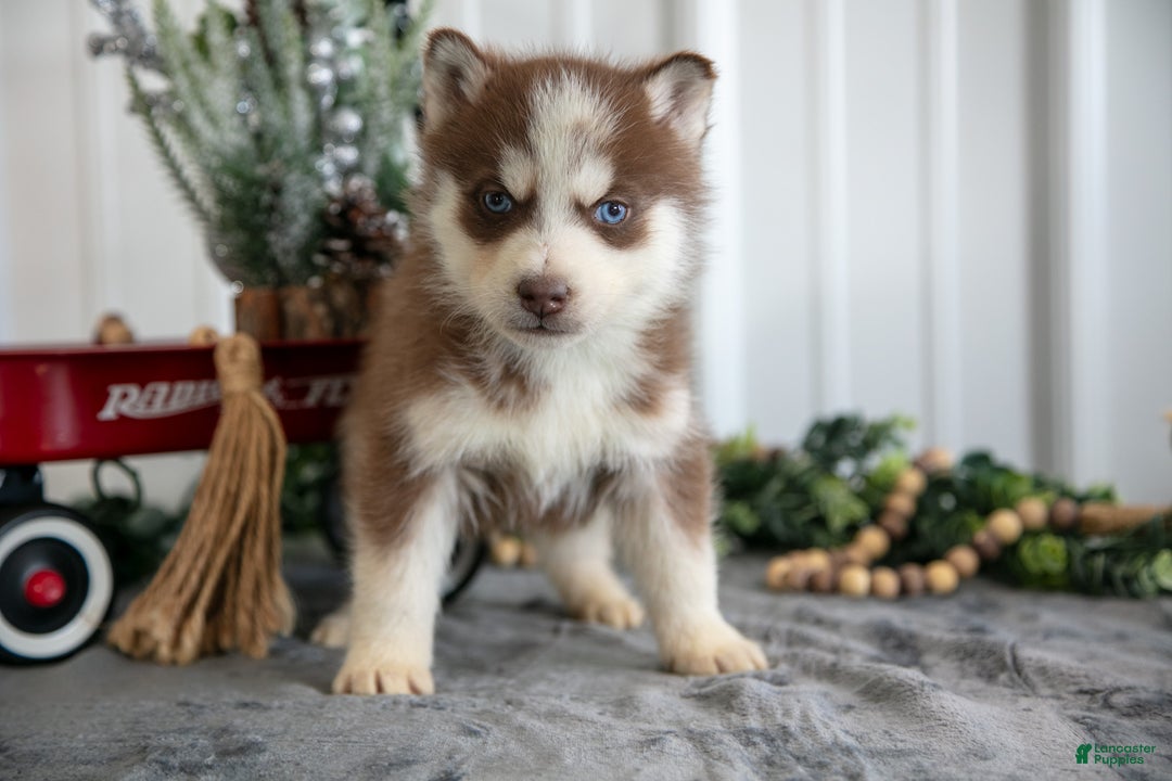 Siberian Husky dogs for sale: Sid - Ad 2