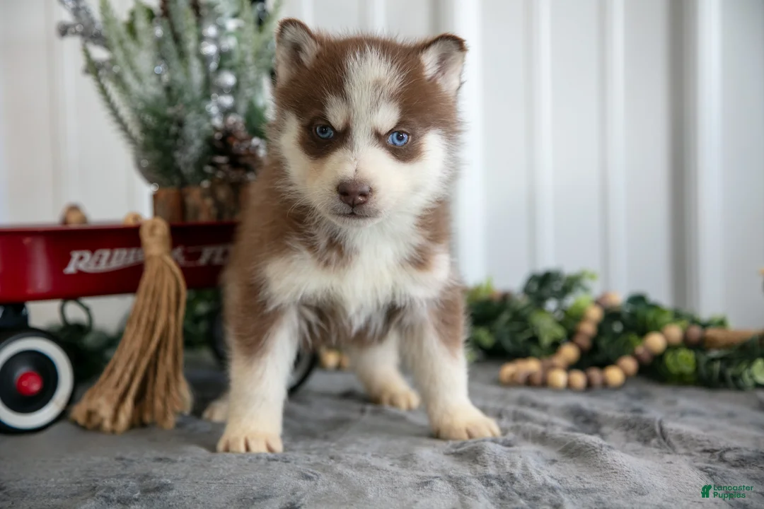 Siberian Husky dogs for sale: Sid - Ad 2