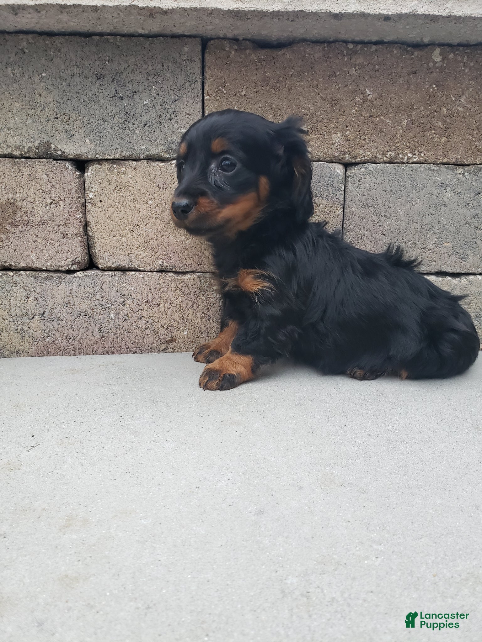 Miniature Dachshund dogs Miniature Dachshund Puppy 1 - Ad 1
